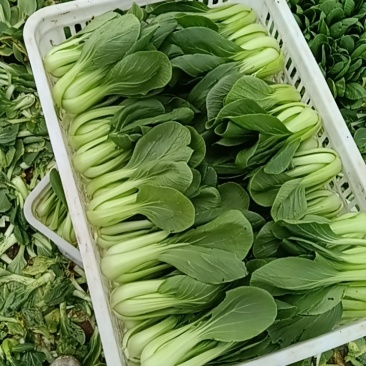 上海青