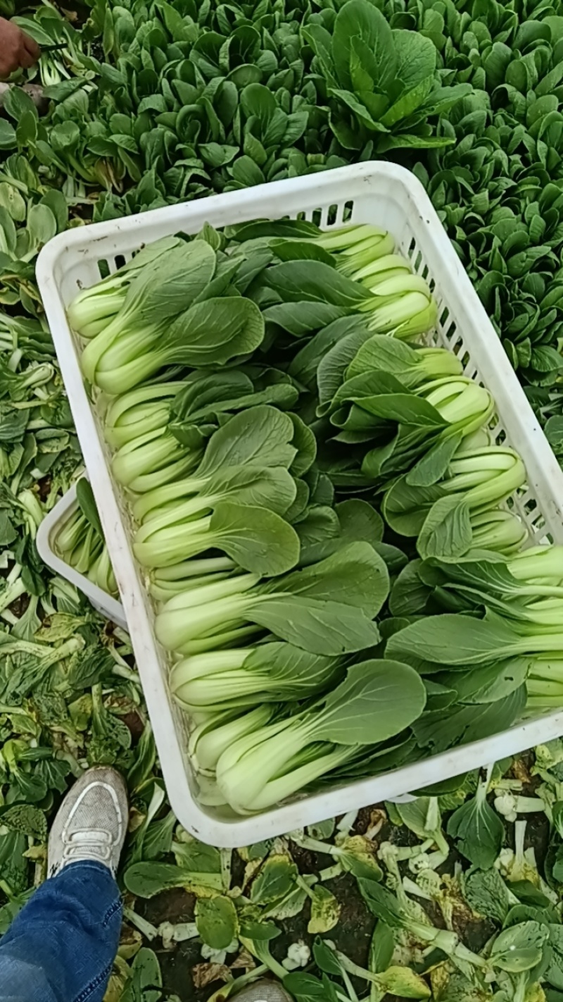 上海青
