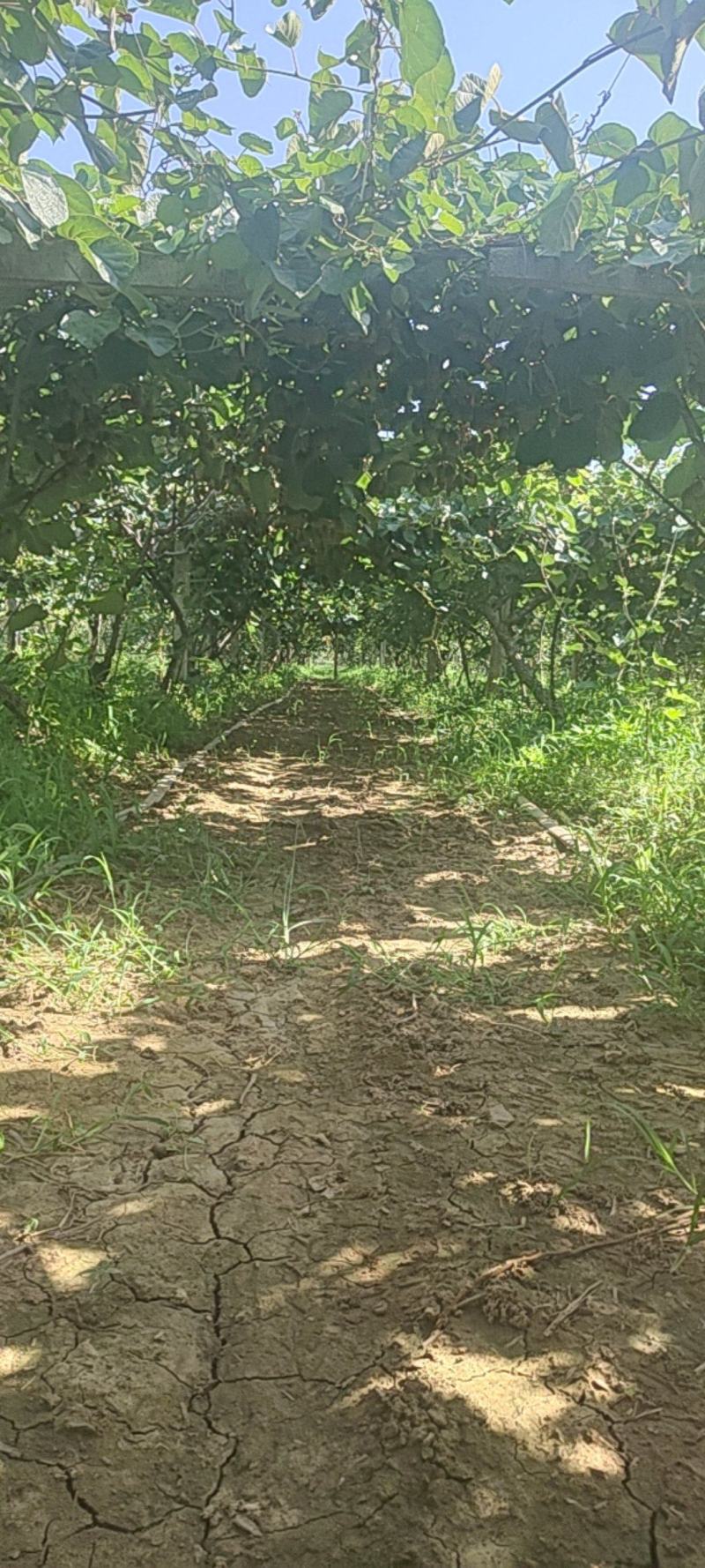 猕猴桃徐香猕猴桃绿心