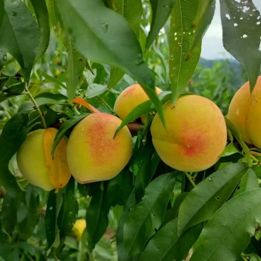 黄桃4-6两
