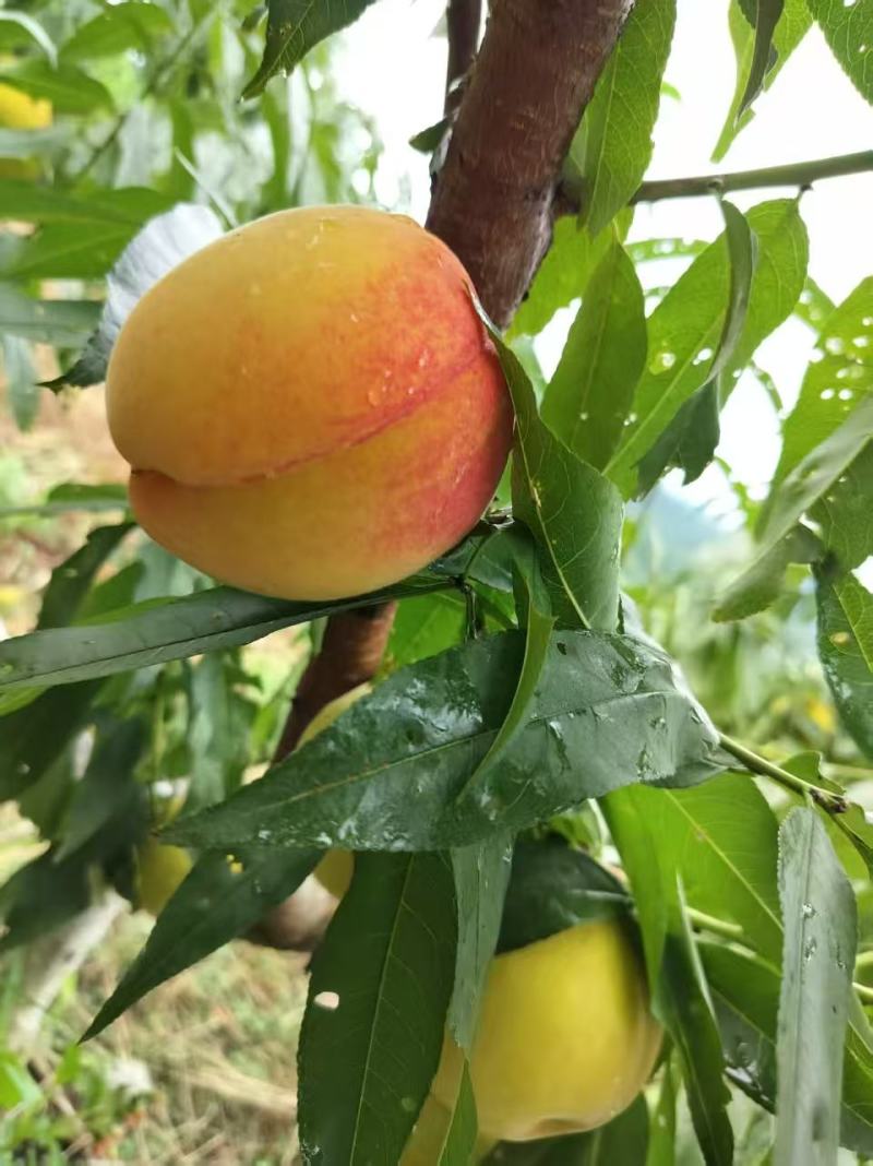 黄桃4-6两