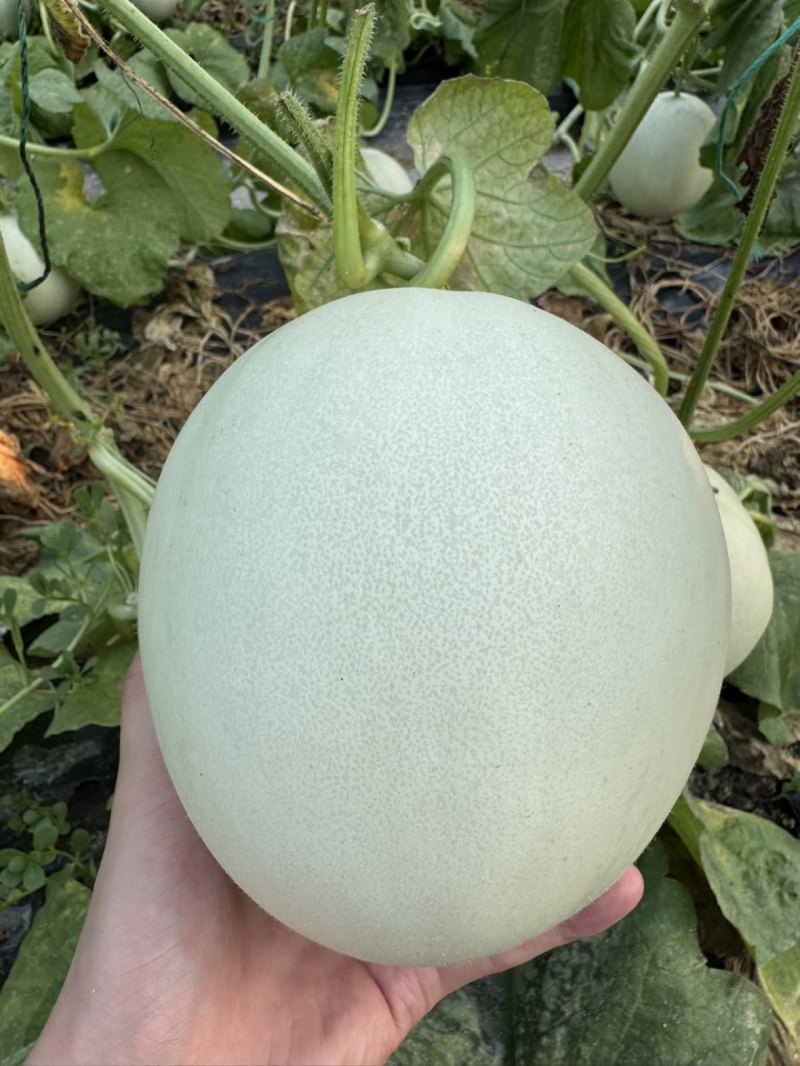 玉菇甜瓜通货