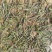 黄金芽零售120/斤，批发80/斤