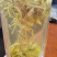 黄金芽零售120/斤，批发80/斤