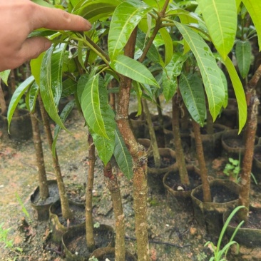 芒果苗2公分