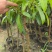 芒果苗2公分