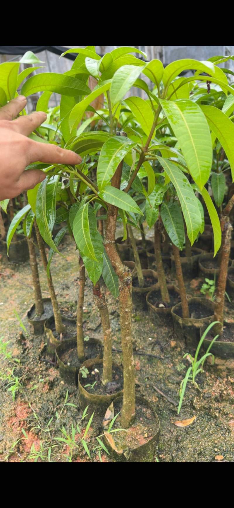 芒果苗2公分