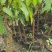 芒果苗2公分