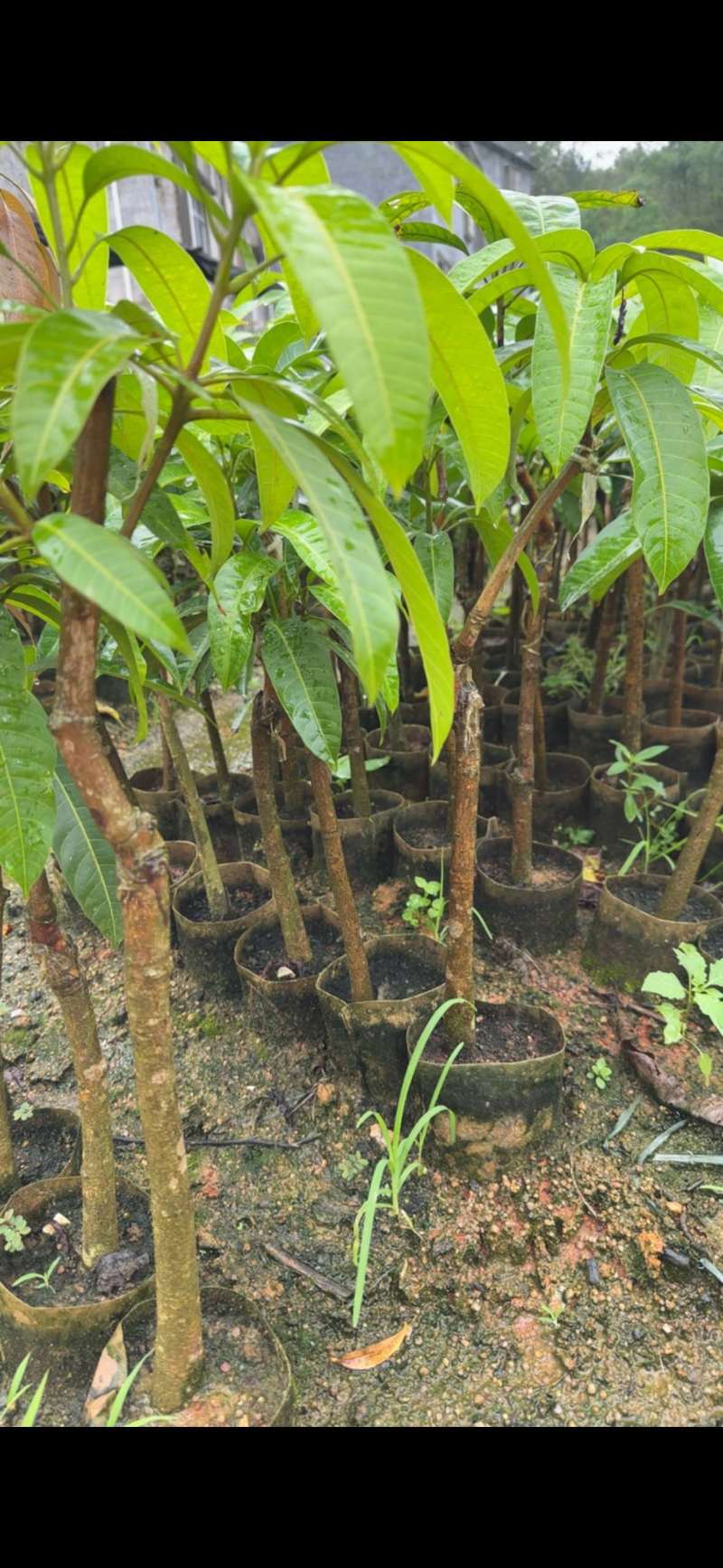 芒果苗2公分