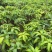 芒果苗2公分