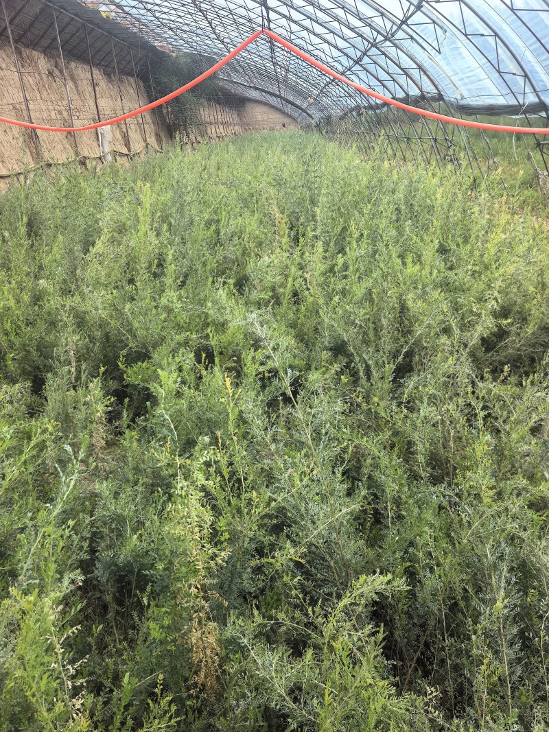 文冠果苗杯苗，高40-90公分