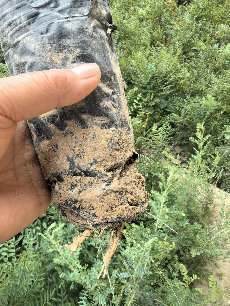 文冠果苗杯苗，高40-90公分