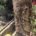 土蜂蜜