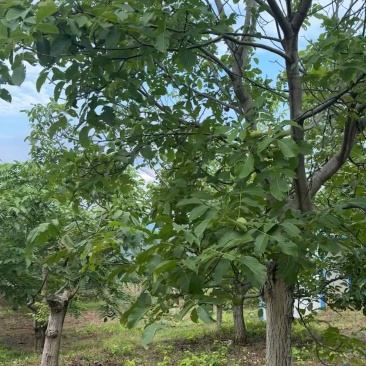 清香核桃