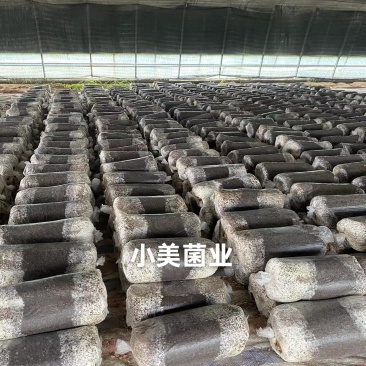 菌棒电商款/种植款