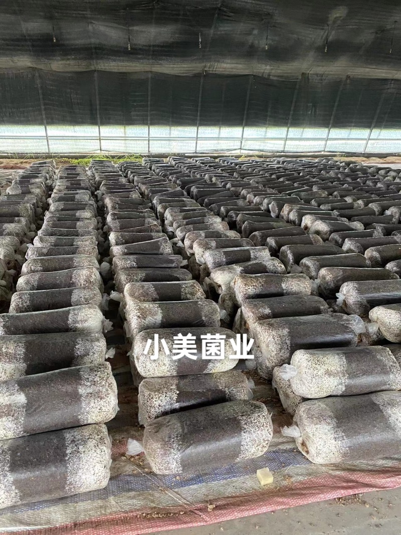 菌棒电商款/种植款