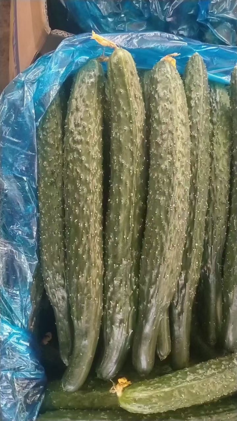 黄瓜密刺黄瓜