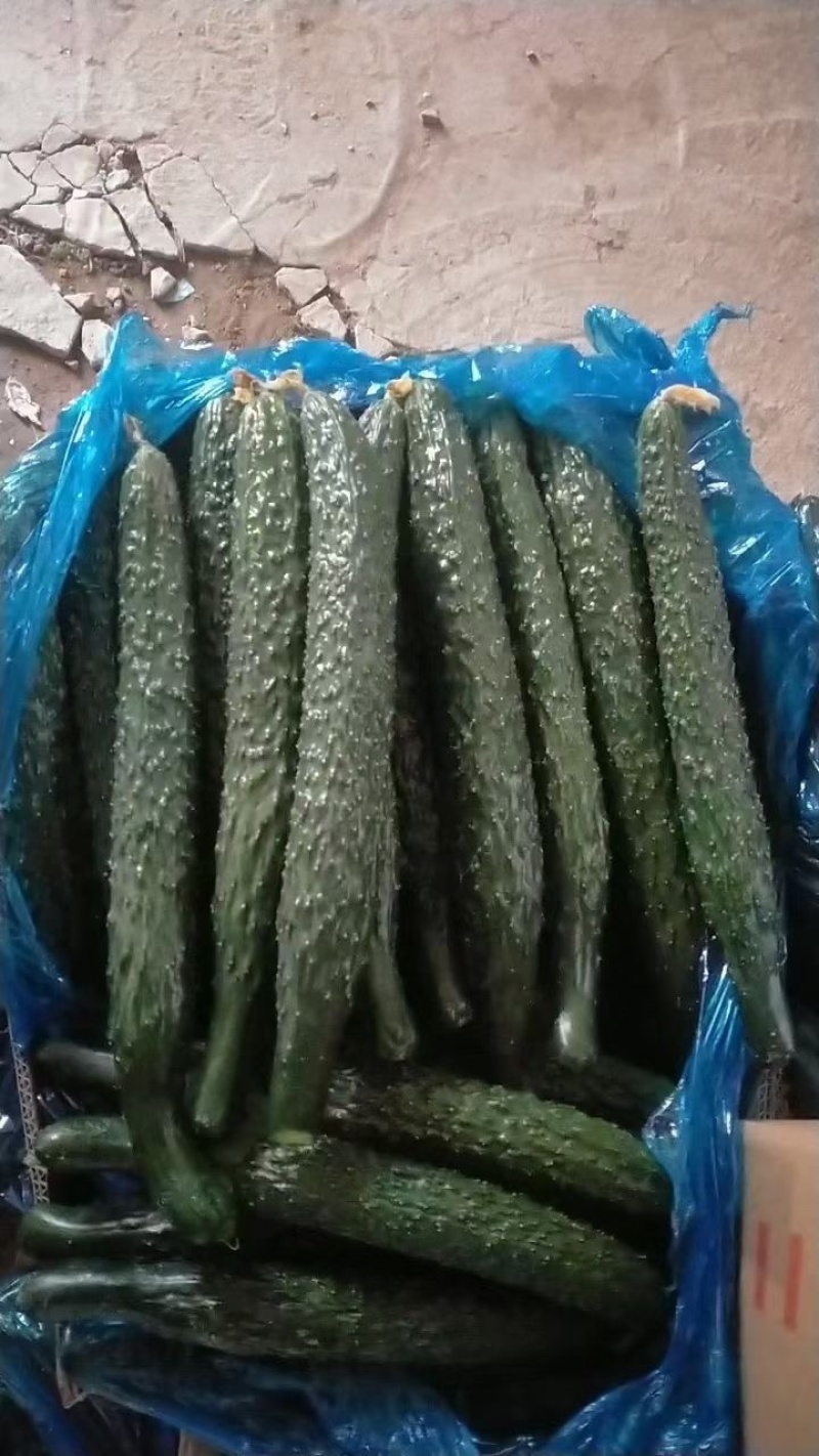 黄瓜密刺黄瓜