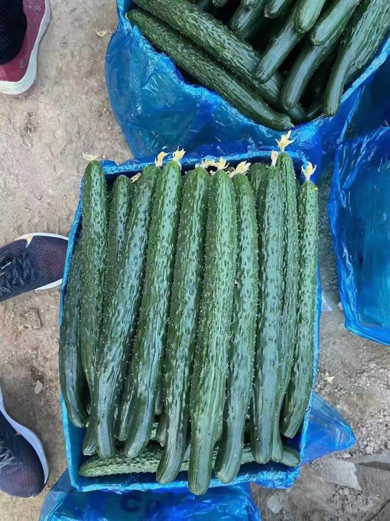黄瓜密刺黄瓜