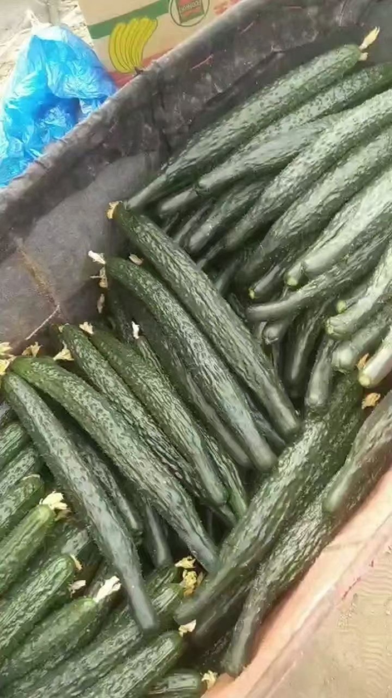 黄瓜密刺黄瓜