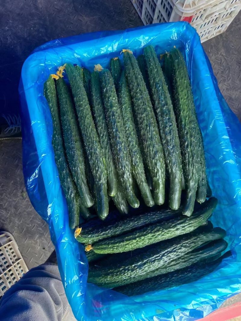 黄瓜密刺黄瓜