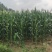 甜糯玉米每个六两以上