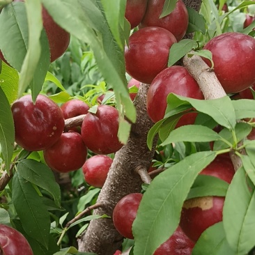 珍珠枣油桃8个头左右一斤