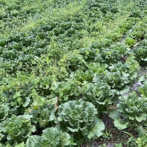 麻叶青白菜1斤以上/棵