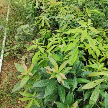 木荷苗双8杯苗
