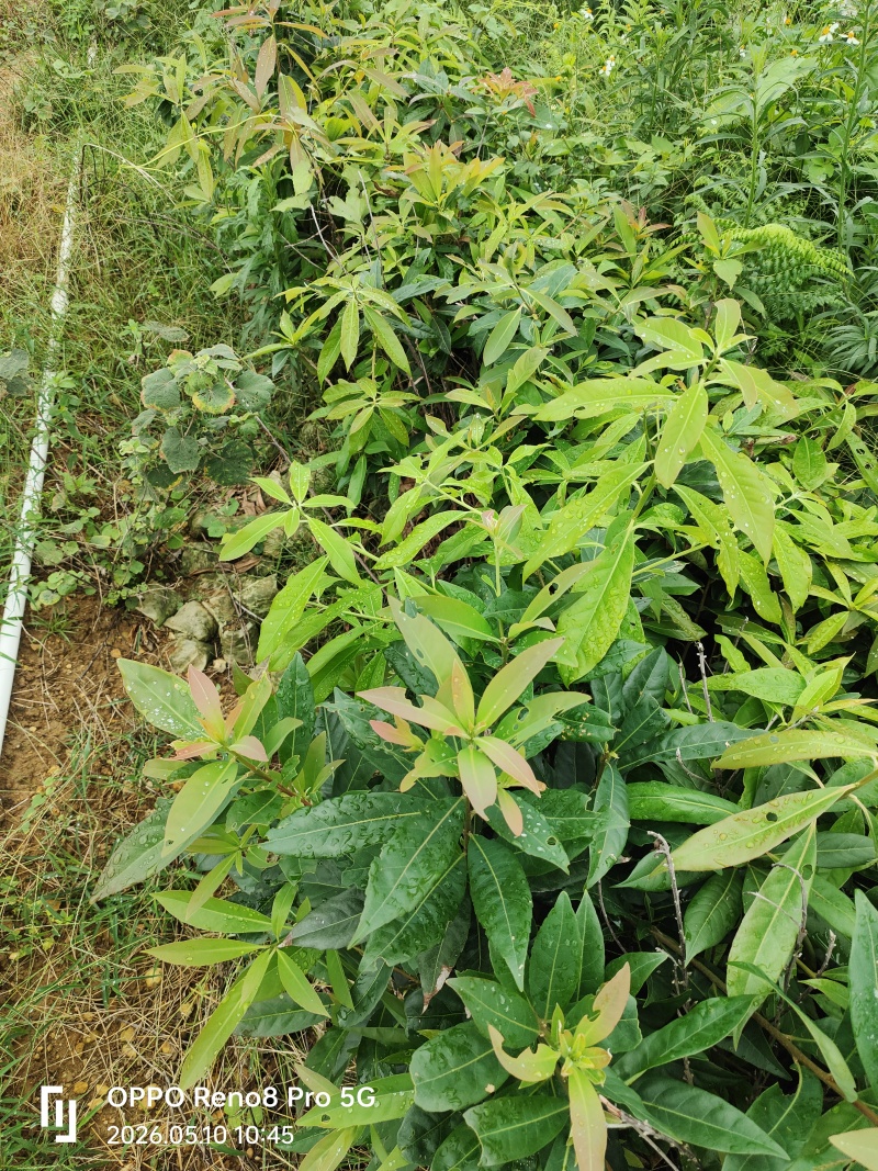木荷苗双8杯苗