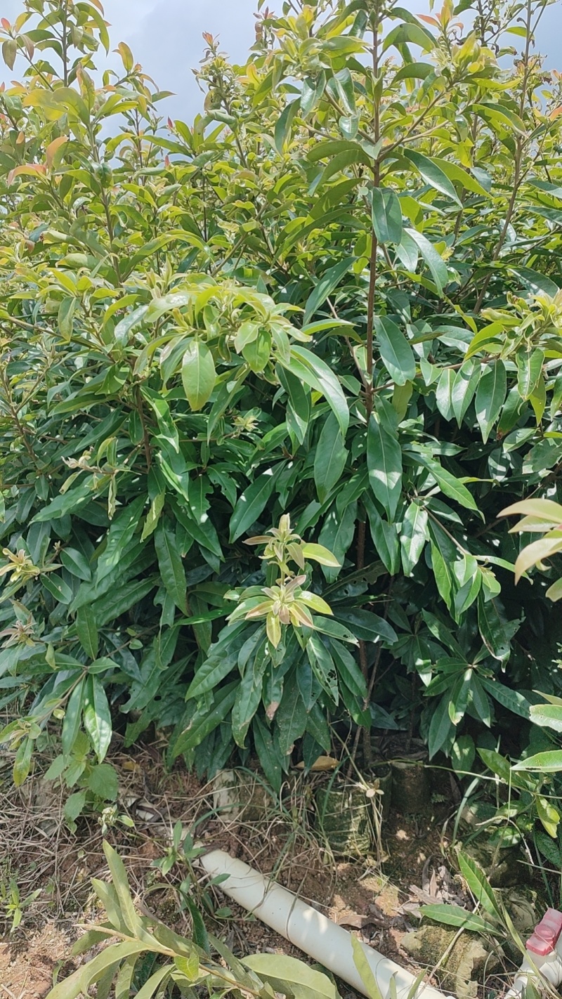 木荷苗双8杯苗