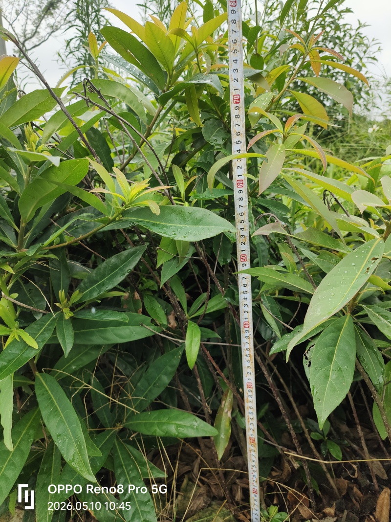 木荷苗双8杯苗
