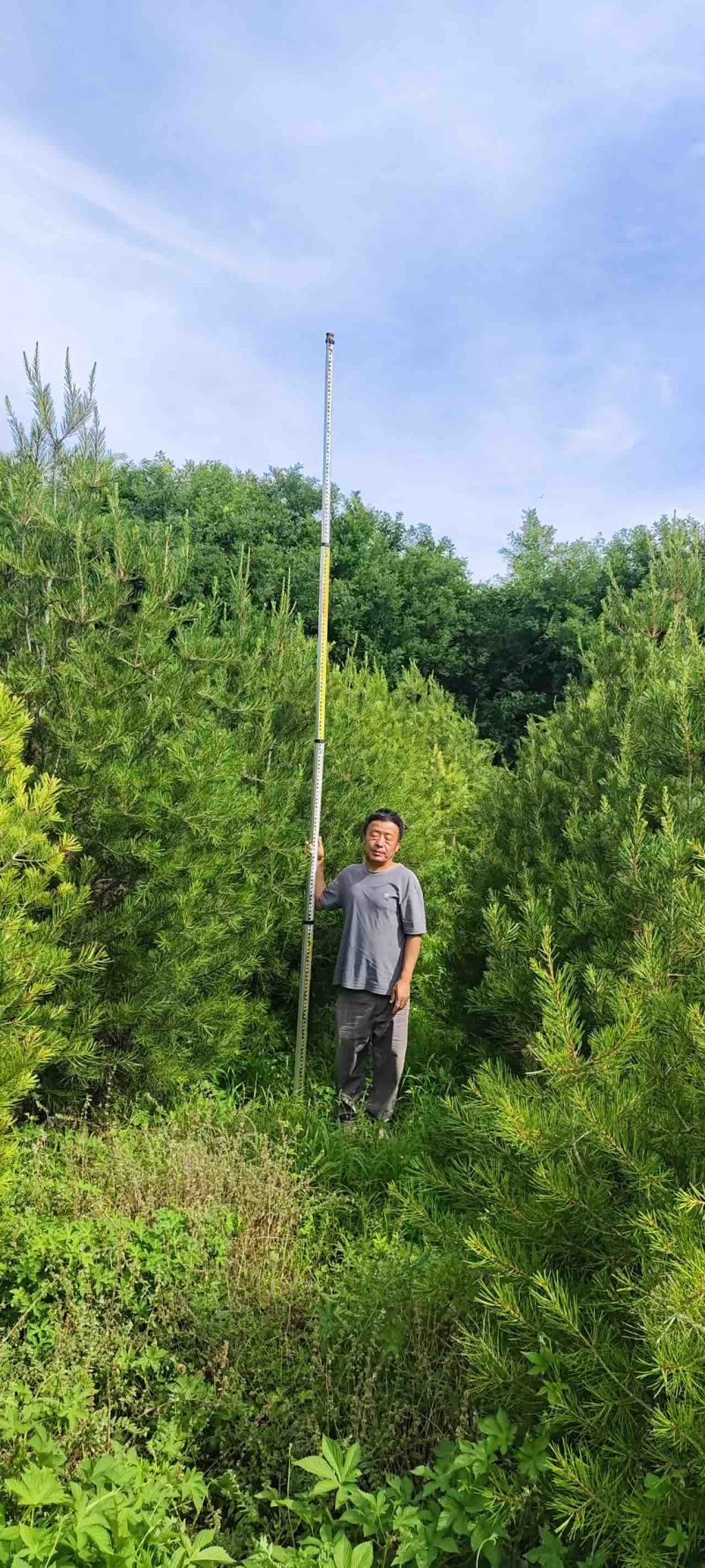 白皮松3-3.5米