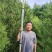 白皮松3-3.5米