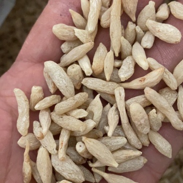 麦冬