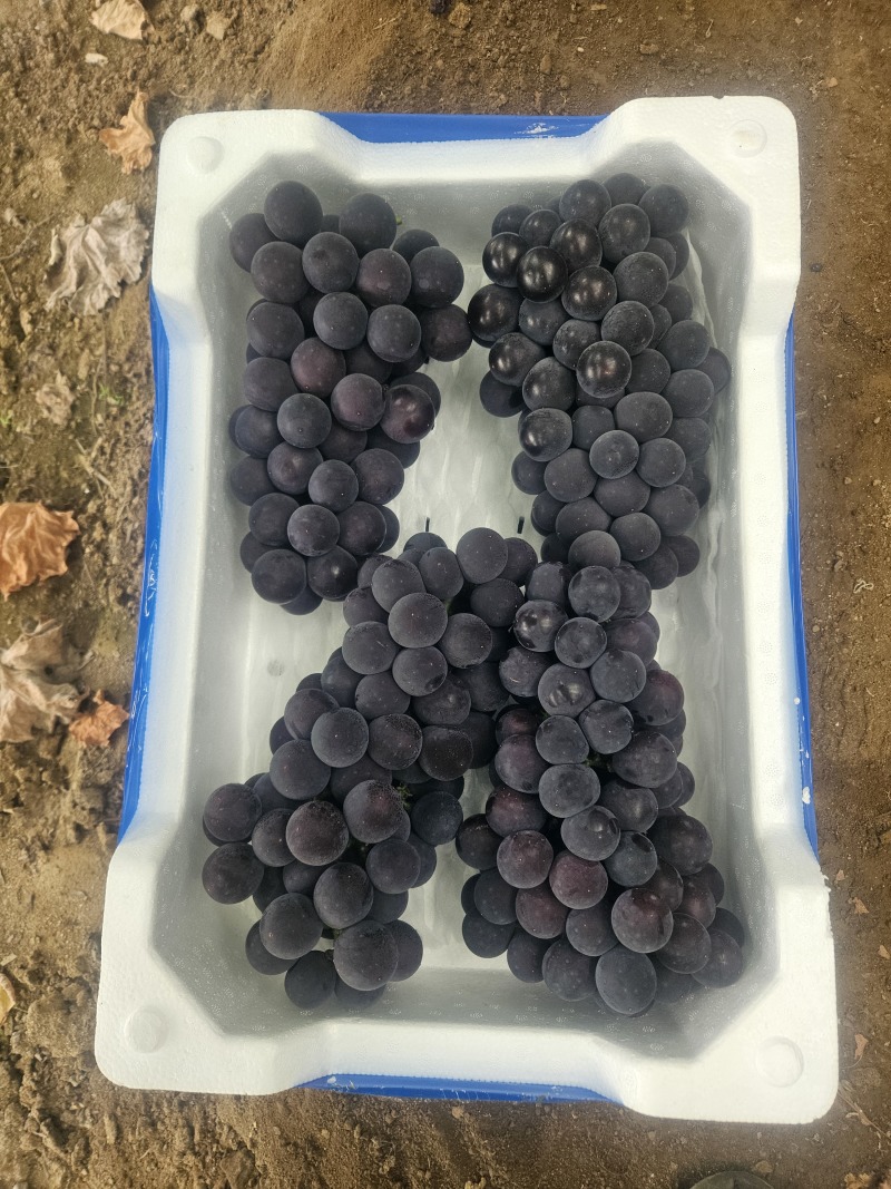 葡萄分大小果、大小串，果粉和整齐度不同，价格不同