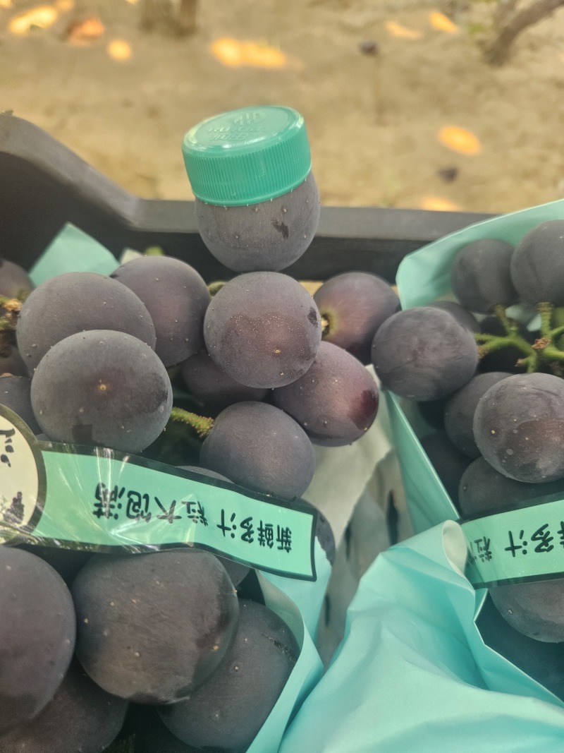 葡萄分大小果、大小串，果粉和整齐度不同，价格不同