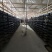 大麦虫5-6公分