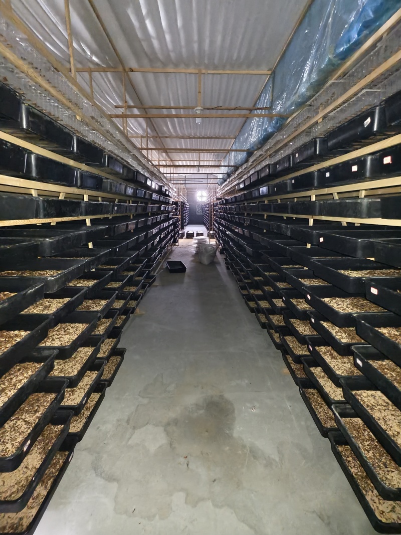 大麦虫5-6公分