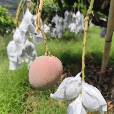芒果一级果，单果5两起