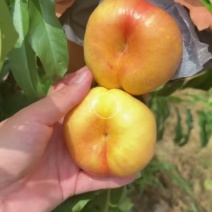 油蟠桃四两起步