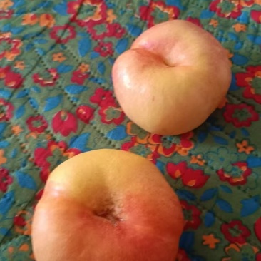 油蟠桃四两起步
