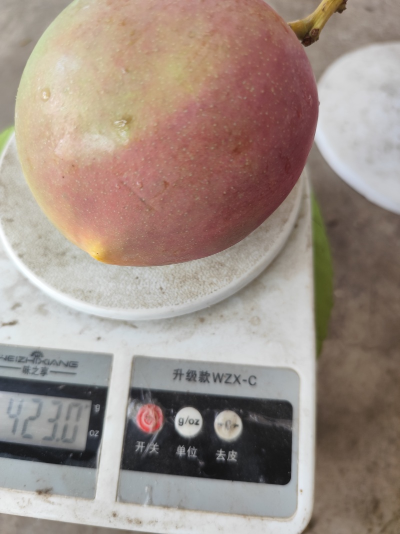 芒果一级果，单果5两起