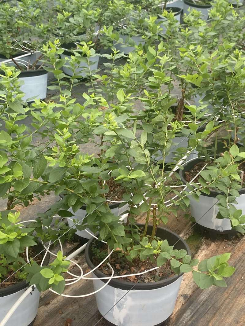 蓝莓苗15-30公分高，品种有1702、403、32、L