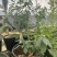 蓝莓苗15-30公分高，品种有1702、403、32、L