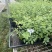 蓝莓苗15-30公分高，品种有1702、403、32、L