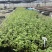 蓝莓苗15-30公分高，品种有1702、403、32、L