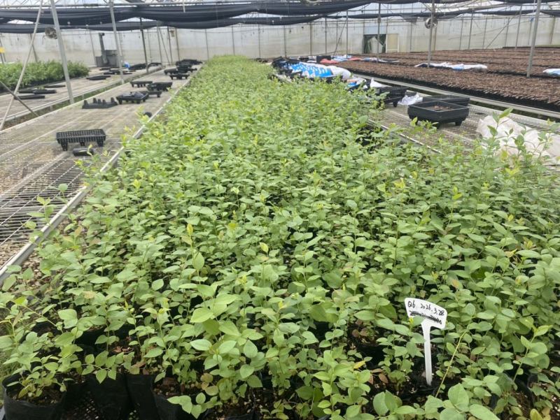 蓝莓苗15-30公分高，品种有1702、403、32、L