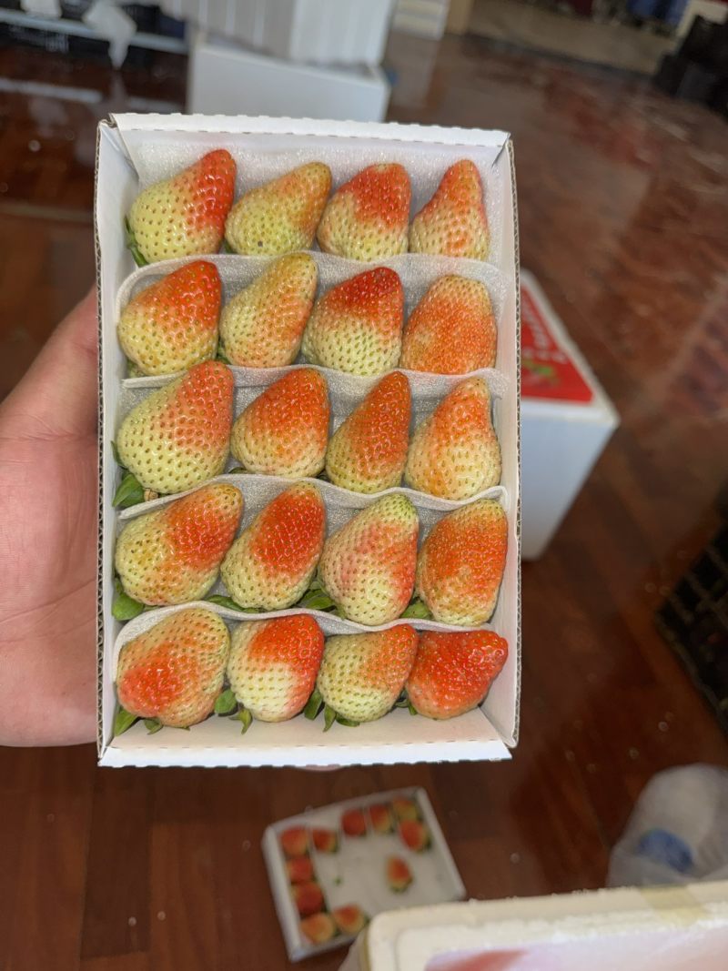 草莓3x5、4x5、4x6、4x7箱装
