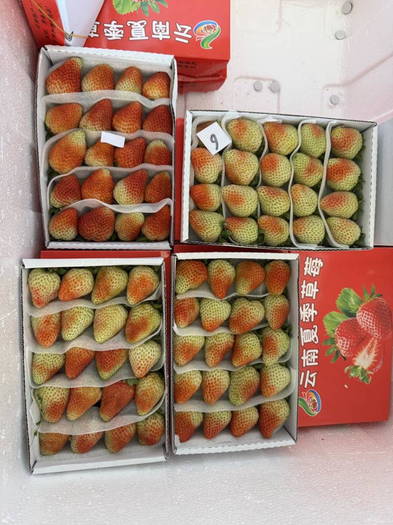 草莓3x5、4x5、4x6、4x7箱装